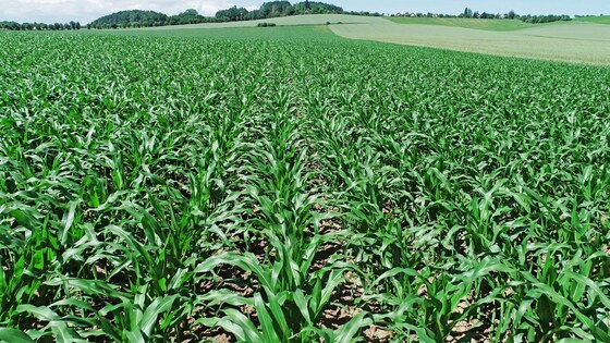 Täppiskülvik Impact