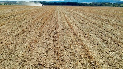 Vyšší výnos díky přímému setí do strniště