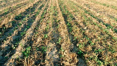 Vyšší výnos díky přímému setí do strniště