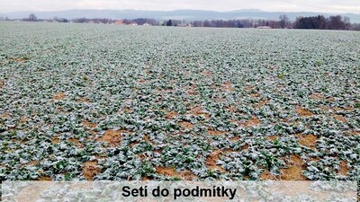 Vyšší výnos díky přímému setí do strniště