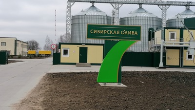 Nowo otwarta linia do przetwarzania rzepaku w Tomsku, w Rosji.