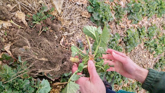 Sowing rapeseed with strip-till technology