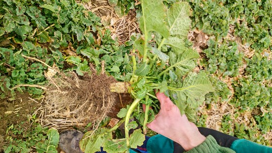 Sowing rapeseed with strip-till technology