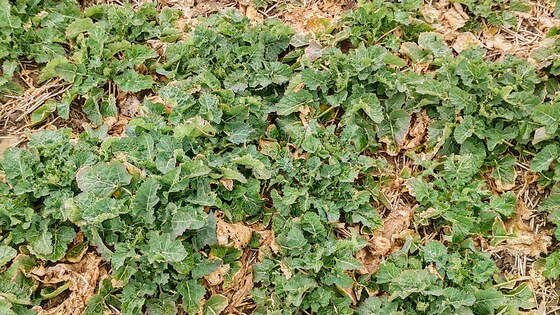 Sowing rapeseed with strip-till technology