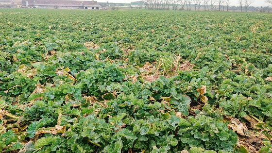 Sowing rapeseed with strip-till technology