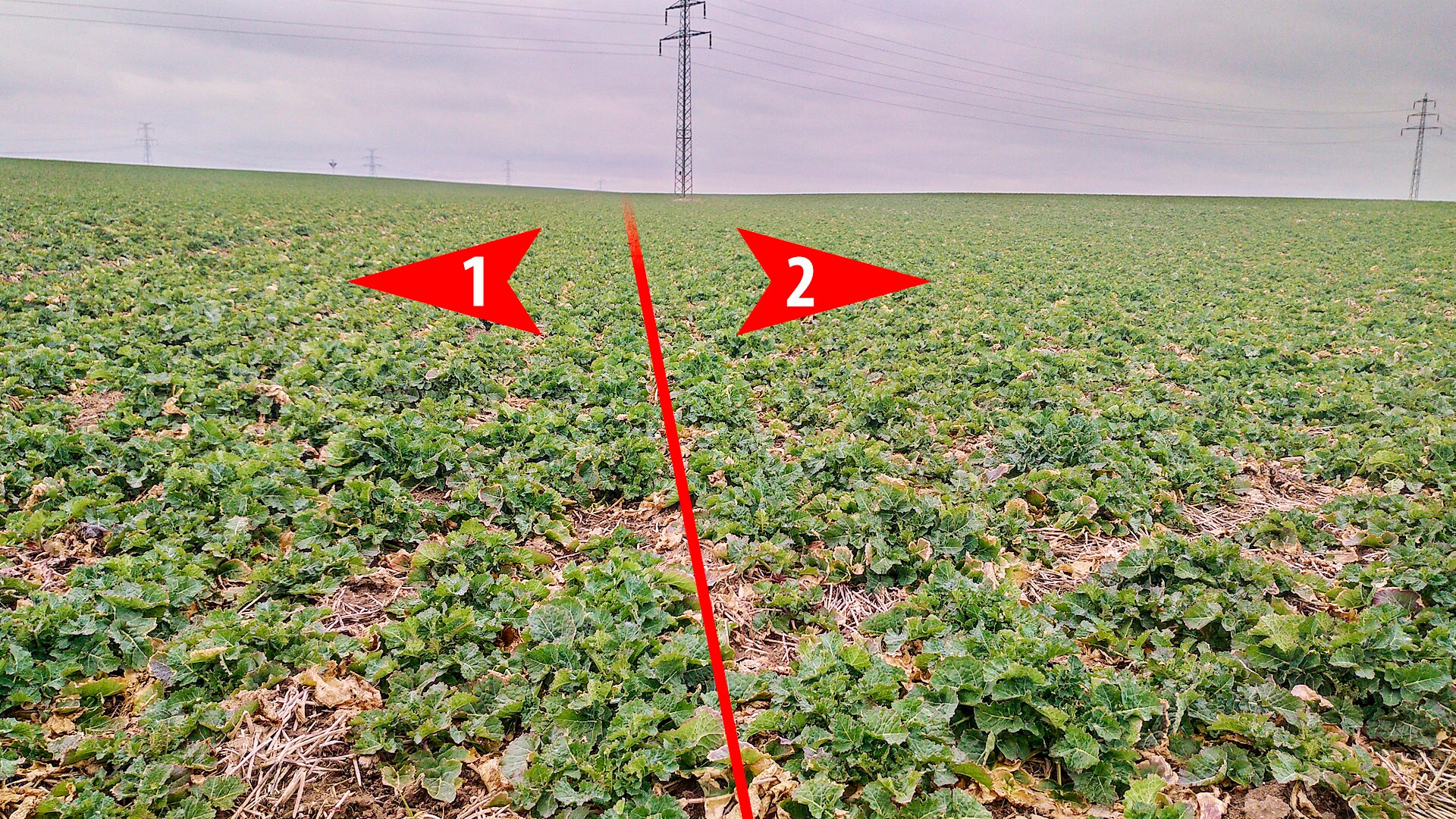 Sowing rapeseed with strip-till technology