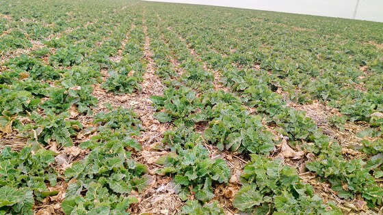 Sowing rapeseed with strip-till technology