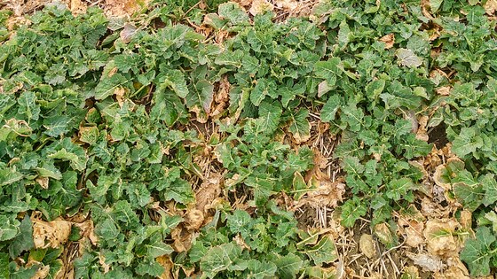 Sowing rapeseed with strip-till technology