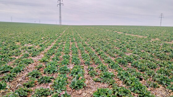 Sowing rapeseed with strip-till technology