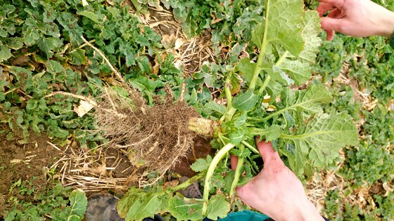 Sowing rapeseed with strip-till technology