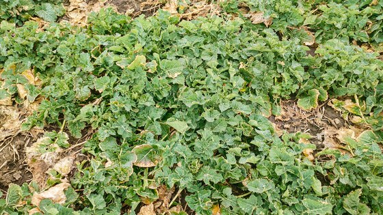 Sowing rapeseed with strip-till technology