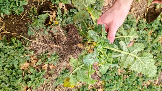 Sowing rapeseed with strip-till technology