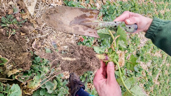 Sowing rapeseed with strip-till technology