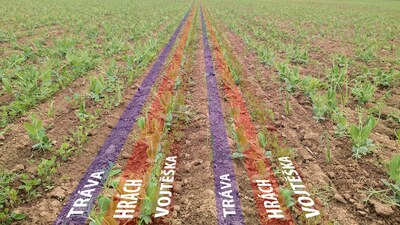 Sowing three crops at once with Falcon Fert +