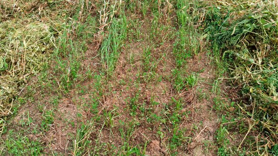 Посів трьох культур Falcon Fert+