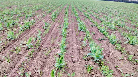 Посів трьох культур Falcon Fert+