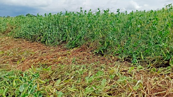 Посів трьох культур Falcon Fert+