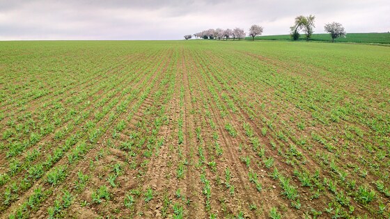 Посів трьох культур Falcon Fert+