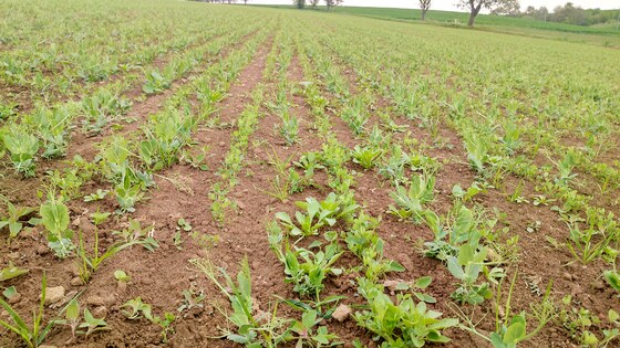 Посів трьох культур Falcon Fert+