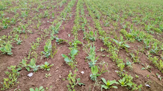 Посів трьох культур Falcon Fert+