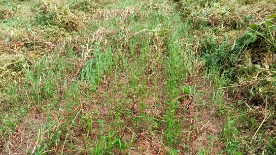 Посів трьох культур Falcon Fert+