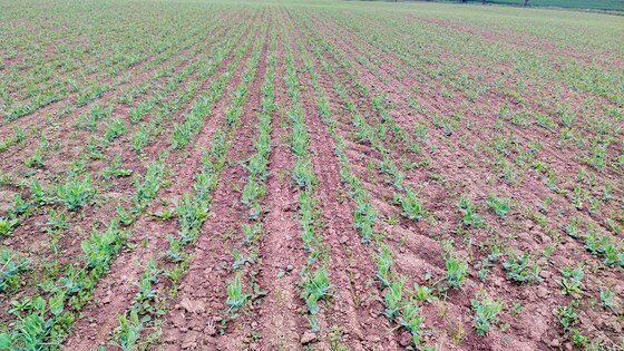 Посів трьох культур Falcon Fert+