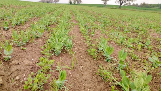 Посів трьох культур Falcon Fert+