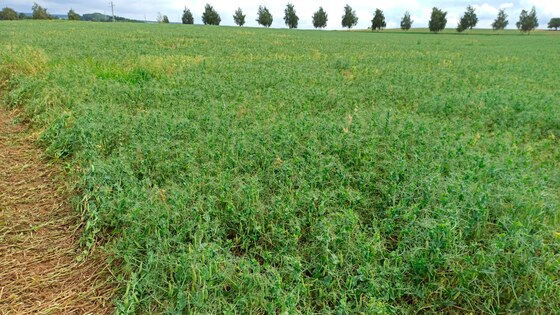 Посів трьох культур Falcon Fert+