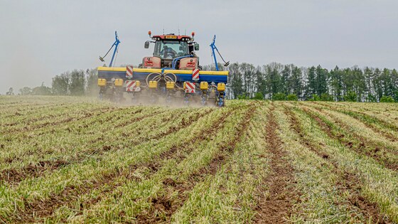 Sowing corn after strip-till