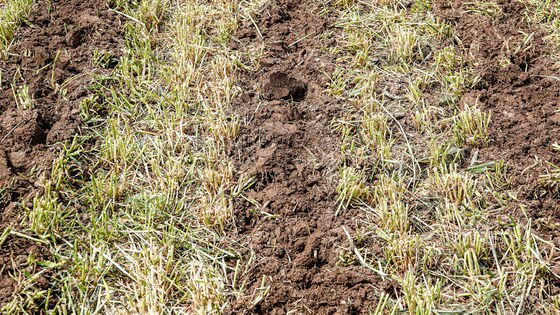 Sowing corn after strip-till