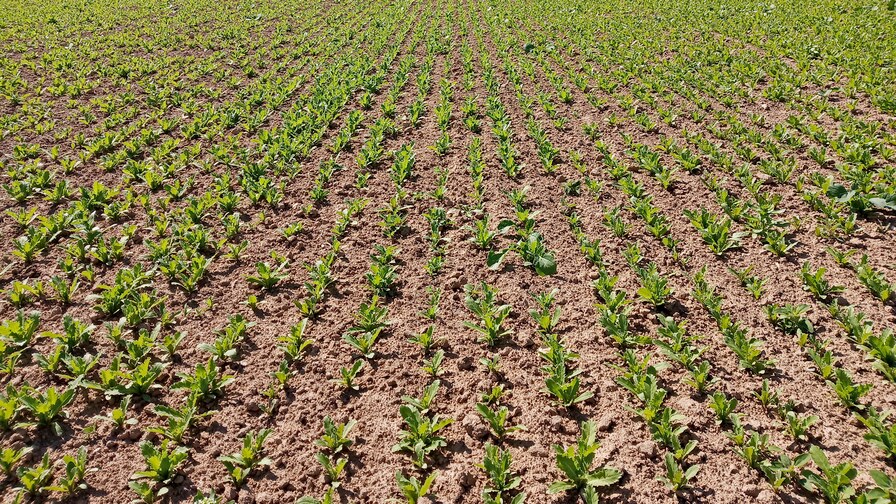 Excellent poppy seeds stands