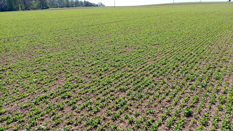 Excellent poppy seeds stands