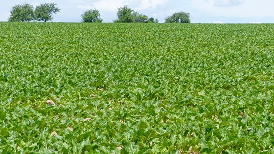 Kompaktomat - reliable pre-sowing preparation