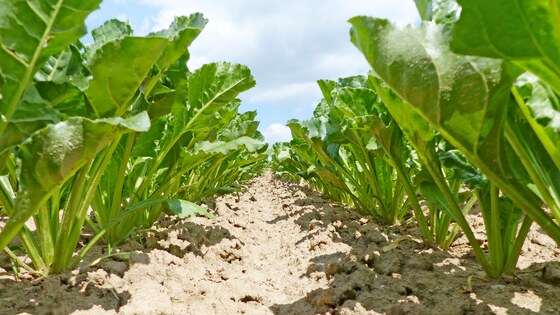 Kompaktomat - reliable pre-sowing preparation