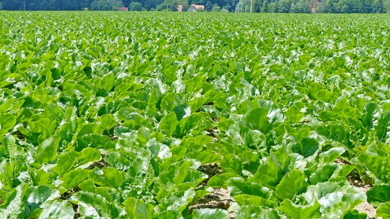 Dokonalé porosty cukrovky po přípravě Kompaktomatem