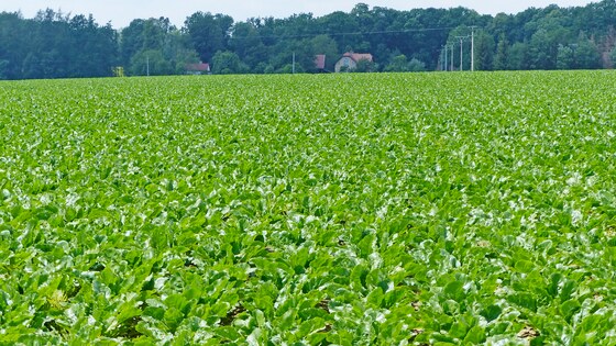 Dokonalé porosty cukrovky po přípravě Kompaktomatem