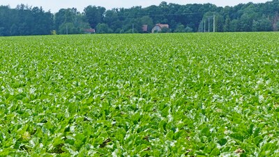 Perfect sugar beet after Kompaktomat seedbed preparation