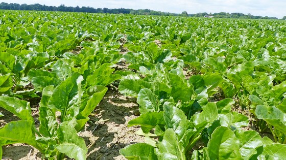 Dokonalé porosty cukrovky po přípravě Kompaktomatem