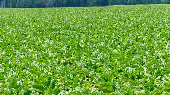 Dokonalé porosty cukrovky po přípravě Kompaktomatem