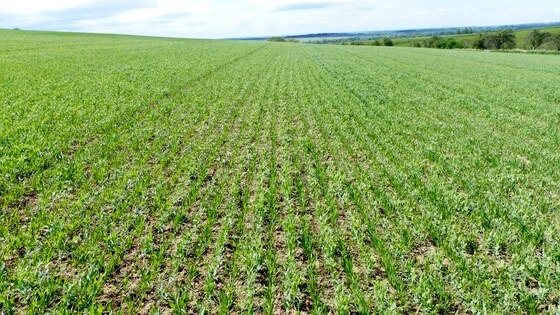 Sowing peas and oats in one pass