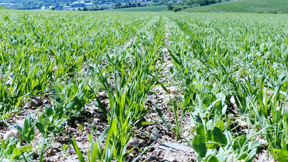 Sowing peas and oats in one pass