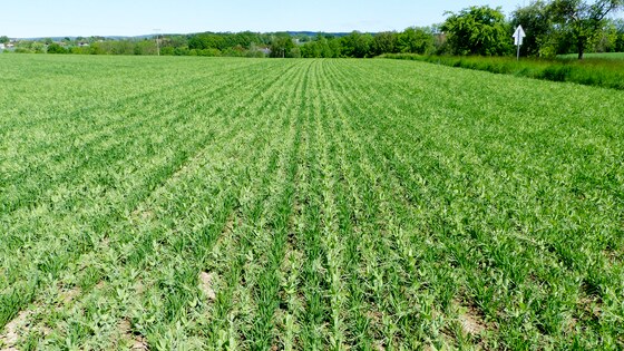 Sowing peas and oats in one pass