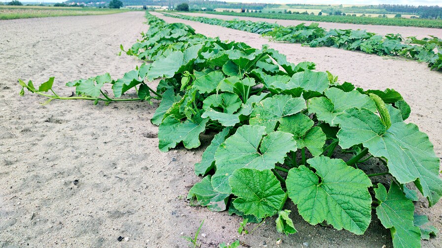 Kompaktomat při zpracování půdy pro zeleninu