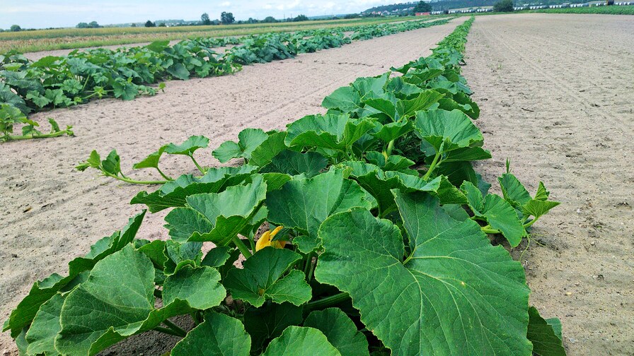 Kompaktomat při zpracování půdy pro zeleninu