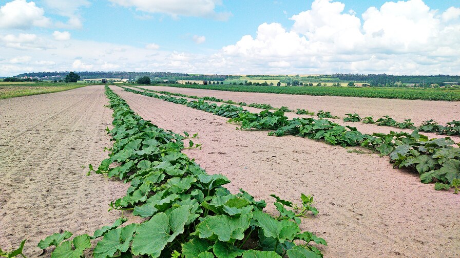 Kompaktomat při zpracování půdy pro zeleninu