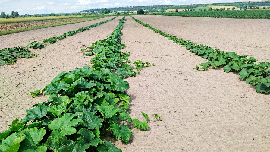 Kompaktomat při zpracování půdy pro zeleninu