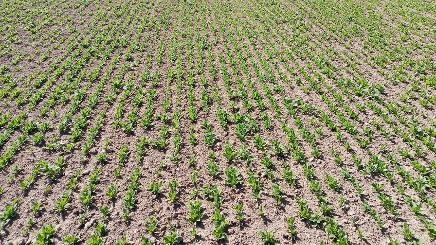 Excellent poppy seeds stands II