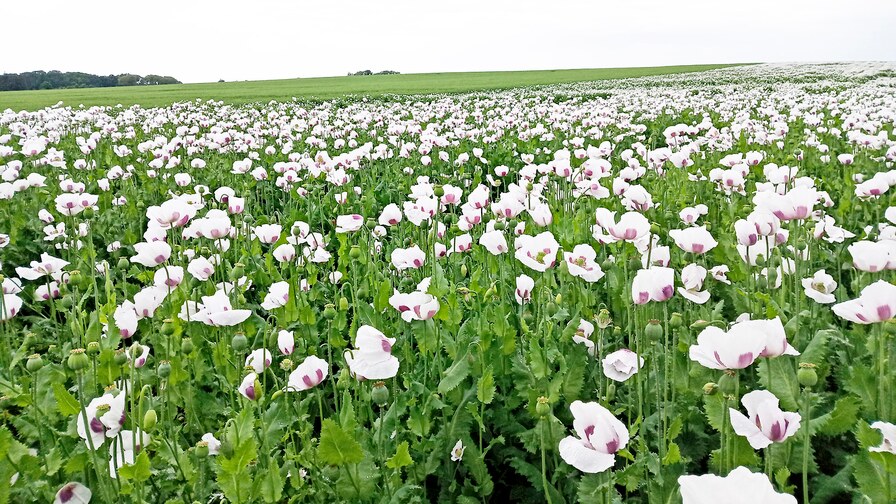 Excellent poppy seeds stands II