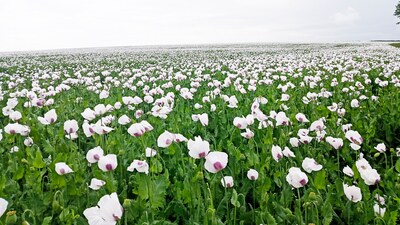 Excellent poppy seeds stands II