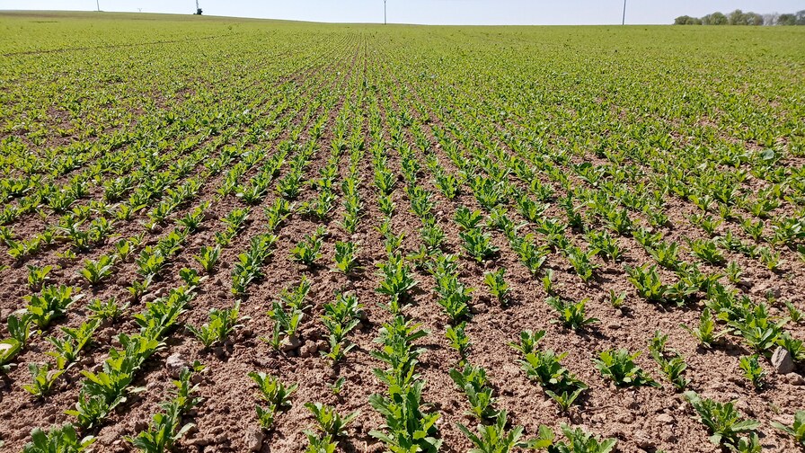 Excellent poppy seeds stands II